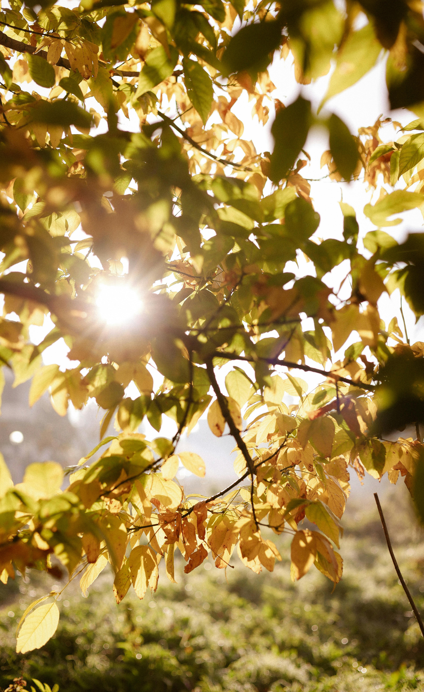 Emo Echoes design (5)